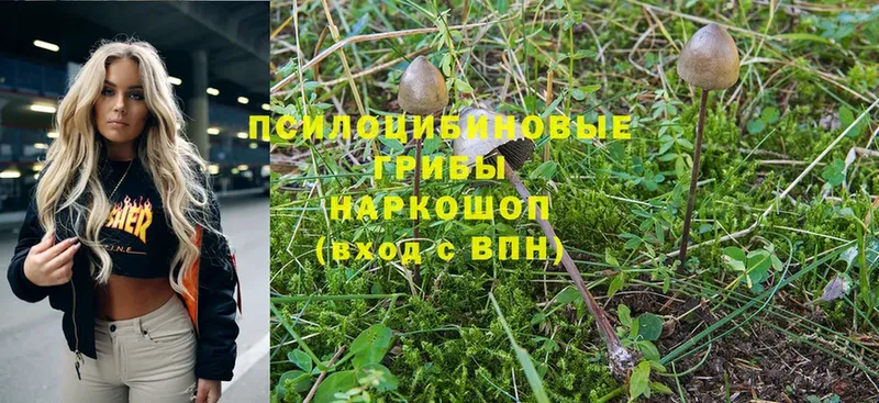 Галлюциногенные грибы Psilocybine cubensis  Нерехта 